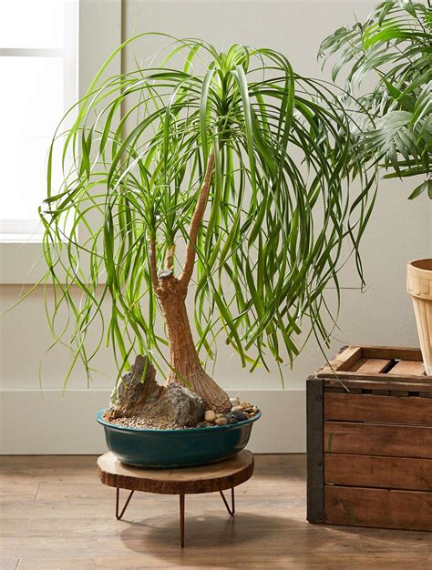 Try These 23 Easy To Grow Houseplants With Low Watering Needs Plants