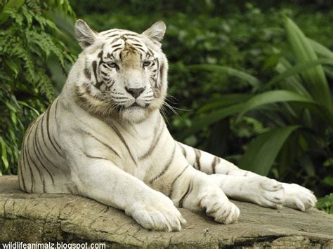 The white tiger cubs begin to accompany their mother hunting and eventually leave her and begin their solitary life in the jungle when they are about 18 months of age. The White Tiger Amazing Facts & Images | The Wildlife