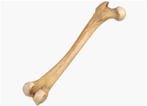 One Bone To Represent Them All The Enduring Legacy Of The Femur Bone