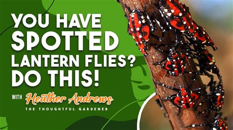 How To Get Rid From Your Spotted Lanternflies Explained 1 Youtube