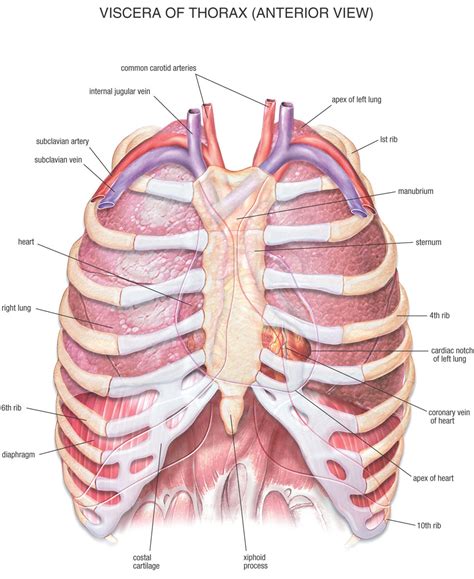 The thoracic rib cage is a diverse structure built for security and support of the underlying organs but is uniquely designed to facilitate respiration. Chest Bone, Ribs, Lung, Heart, Xiphoid Process, Sternum ...