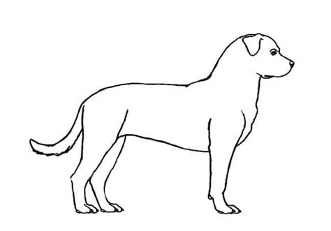 How To Draw A Rottweiler Step By Step Easy Animals 2 Draw