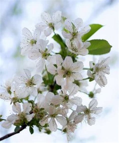 Scarica questa immagine gratuita di fiori di ciliegio ramo dalla vasta libreria di pixabay di immagini e video di pubblico dominio. Bianco fiore di ciliegio | Scaricare foto gratis