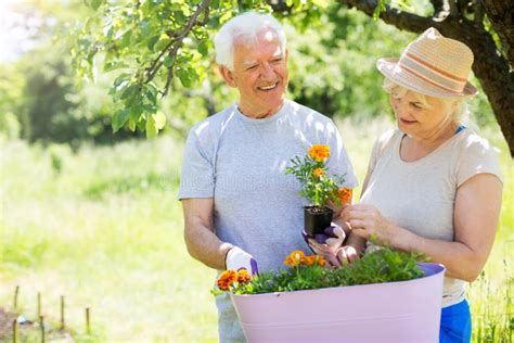 Senior Couple Gardening Stock Image Image Of Lifestyle 99812977