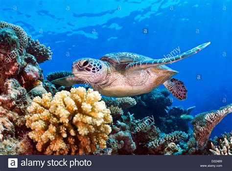 Green Sea Turtle Chelonia Mydas Swimming Over A Coral Reef