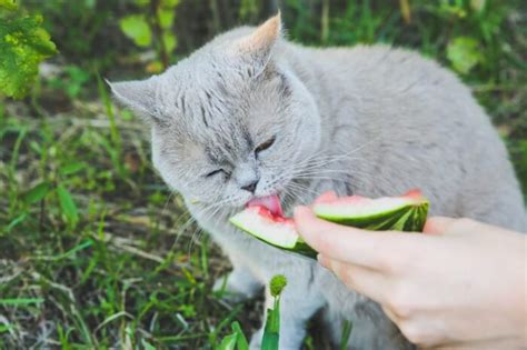 Can Cats Eat Watermelon