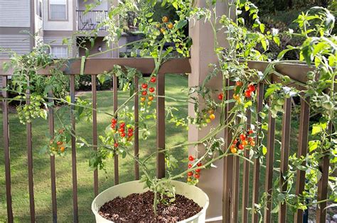 Growing Tomatoes In Pots Levels The Home Garden Playing Field Bringing