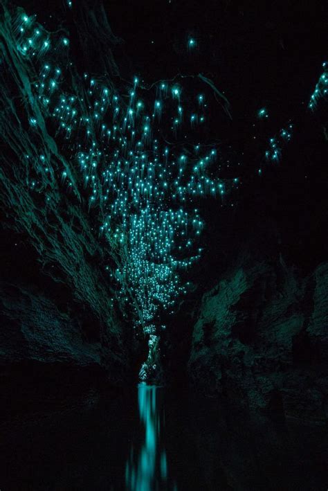 ニュージーランドには、ホタルで輝く洞窟がある（画像） ハフポスト Life