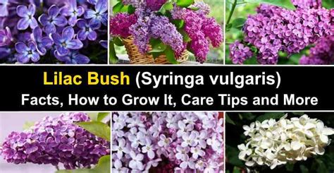 Lilac Bush Care In Spring How And When To Prune Lilacs Lilac Bushes