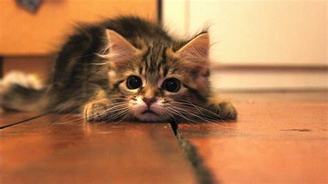 On The Floor Cat Baby Animals Kittens Wallpapers Hd
