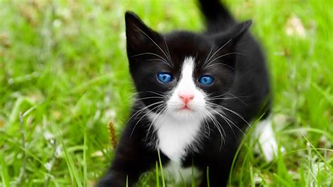 Black Kitten With Blue Eyes Full Hd Desktop Wallpapers 1080p