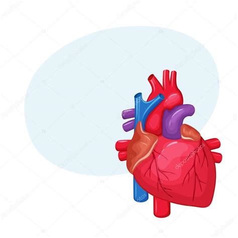 Heart Anatomy Human Illustration Organ Coronary Medicine Medical