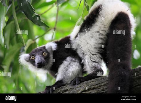 Indri Indri Lemur Banque De Photographies Et Dimages à Haute