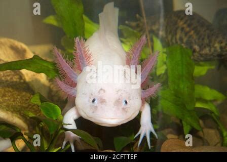Underwater Axolotl Portrait In An Aquarium Ambystoma Mexicanum
