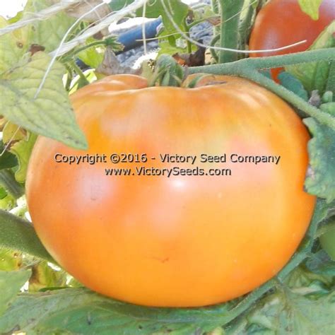 Loxton Lad Dwarf Tomato Seed Heirloom Open Pollinated Non Hybrid