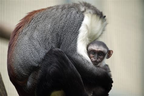 A New Report Highlights 25 Apes Monkeys Lemurs Lorises And Other