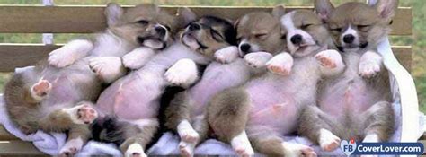 Five Cute Puppies Cute Facebook Cover Maker