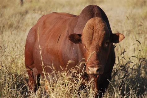 Pioneers Of Afrikaner Cattle Breeders Society Of South Africa