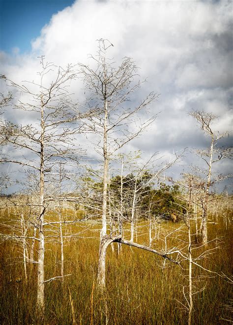 Everglades Cypress Trees 0074a Photograph By Rudy Umans Fine Art America