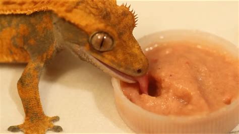 What My Crested Gecko Eats Youtube