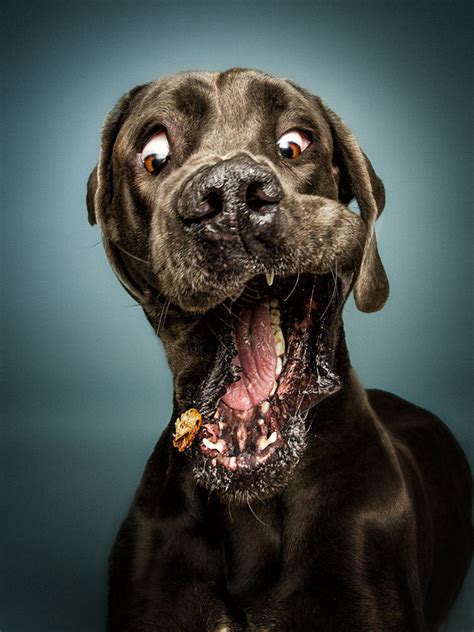 Find images of funny pets. The Funny Faces Of Dogs Trying To Catch Treats | Top13