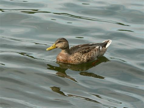 Filefemale Mallard Duck Swimming 001 The Work Of Gods Children