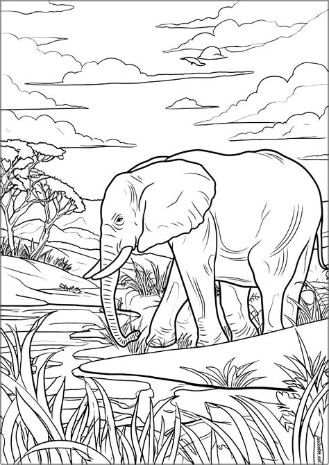Vieil éléphant Dans La Savane Coloriages Eléphants Difficiles Pour