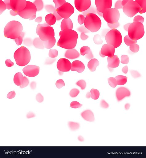 Red Rose Petals Background Royalty Free Vector Image