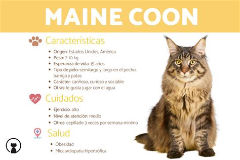 Todo Sobre El Gato Maine Coon Tamaño Características Con Fotos