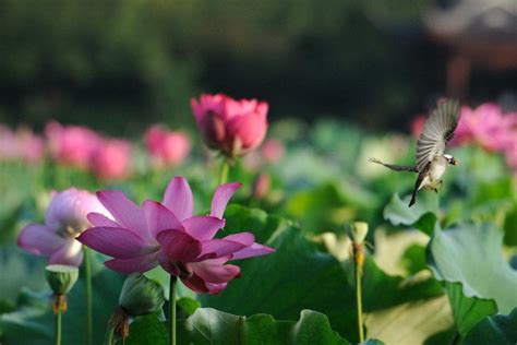 Beautiful Lotus Flower And Cute Birds