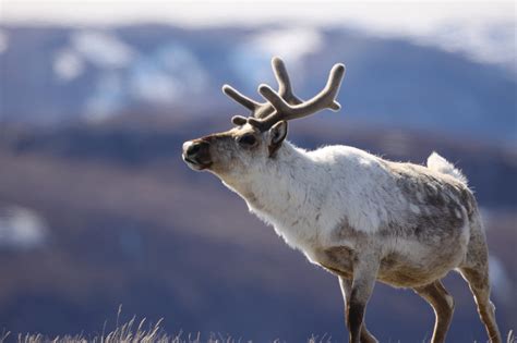 Est100 一些攝影some Photos Caribou Reindeer 馴鹿