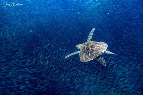 Look The Exquisite Underwater World Of Moalboal Cebu In Photos When