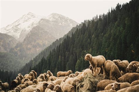 The Shepherding Movement A Summary By Jacob Young Medium