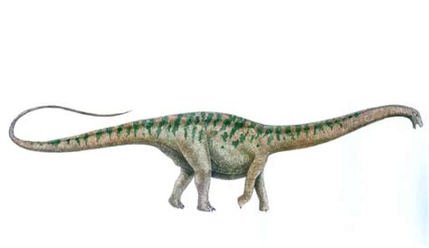 Apatosaurus Dinosaurs Pictures And Facts