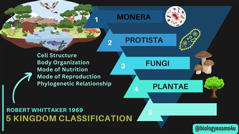 5 Kingdom Classification With Examples Whittaker An Overview Biological Classification