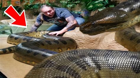 Largest Anaconda In The World Brian Barczyk Youtube