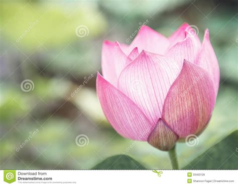 Close Up Of Pink Lotus Flower On A Lake China Stock Photo