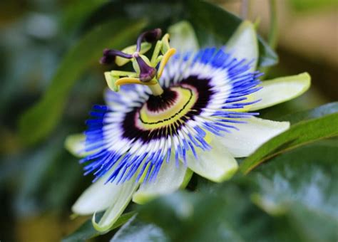 Exploring The Mystical Meanings Of Passion Flowers Petal Republic