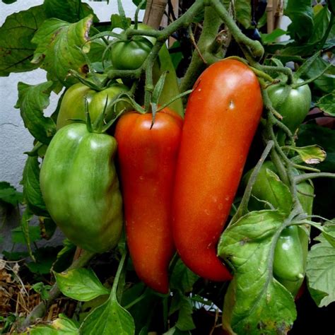 Jersey Devil Tomato Seeds Price €195