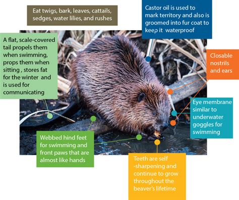 Living With Beavers How To Co Exist With Natures Eco Engineer Vermilion River Watershed Alliance