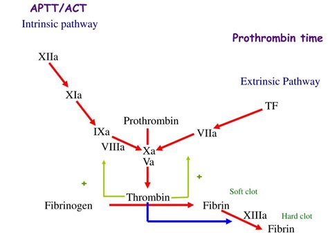 PPT Physiology Of Coagulation PowerPoint Presentation Free Download ID