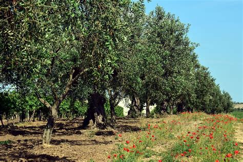 Hd Wallpaper Olive Trees Plantation Olive Grove Agriculture Olive