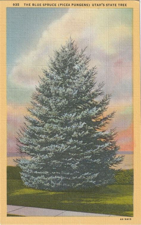 The Blue Spruce Utah State Tree Postcard C 1940s