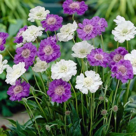 Scabiosa Perfecta Blue Plants Country Garden Flowers Flower Display