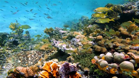 Underwater World Sea Corals Shells Stones Fish Desktop