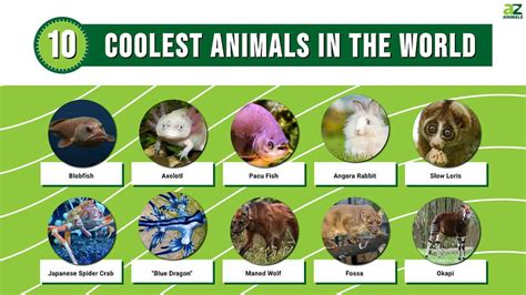 The Top 10 Coolest Animals In The World A Z Animals