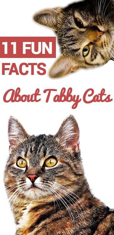 11 Interesting Facts About Tabby Cats Cat Facts Tabby Cat Orange