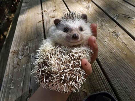 Happy Little Smiling Hedgehog Teh Cute