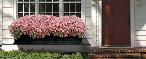 The 10 Best Flowers For Window Boxes Park Seed
