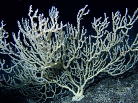 Southeast Deep Coral Initiative Exploring Deep Sea Coral Ecosystems